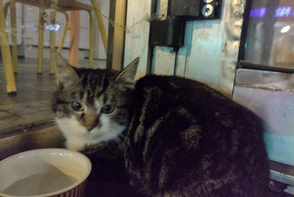 Fundmeldung Katze Unbekannt Jarville-la-Malgrange Frankreich