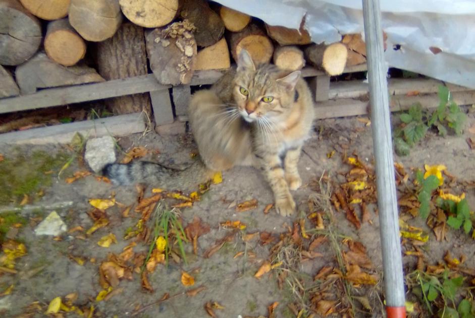 Fundmeldung Katze Weiblich , 5 Jahre Flin Frankreich