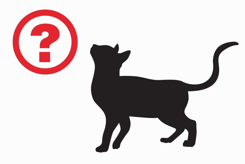 Vermisstmeldung Katze  Weiblich , 10 jahre Nancy Frankreich