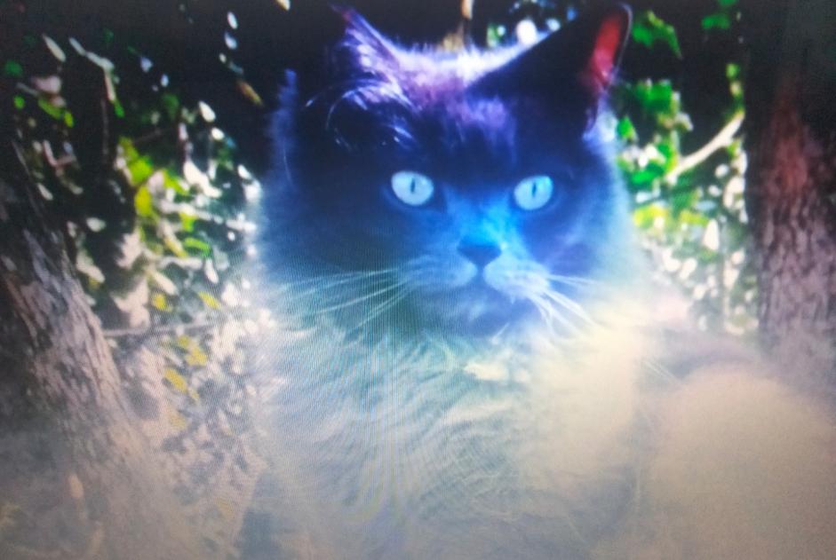 Vermisstmeldung Katze  Männliche , 8 jahre Chaligny Frankreich