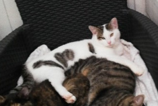 Vermisstmeldung Katze rassenmischung Männliche , 1 jahre Tomblaine Frankreich