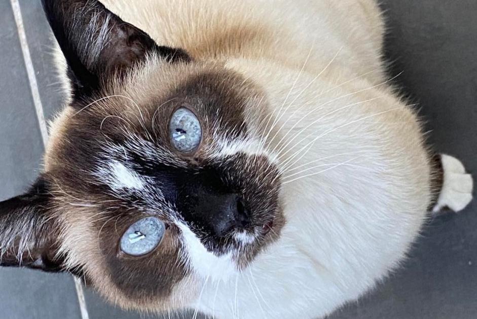 Vermisstmeldung Katze  Weiblich , 18 jahre Ludres Frankreich