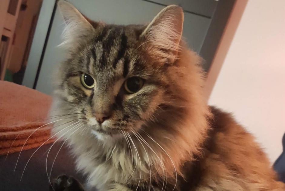 Vermisstmeldung Katze rassenmischung Männliche , 2 jahre Arnaville Frankreich