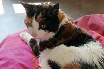 Vermisstmeldung Katze Weiblich , 16 jahre Pompey Frankreich