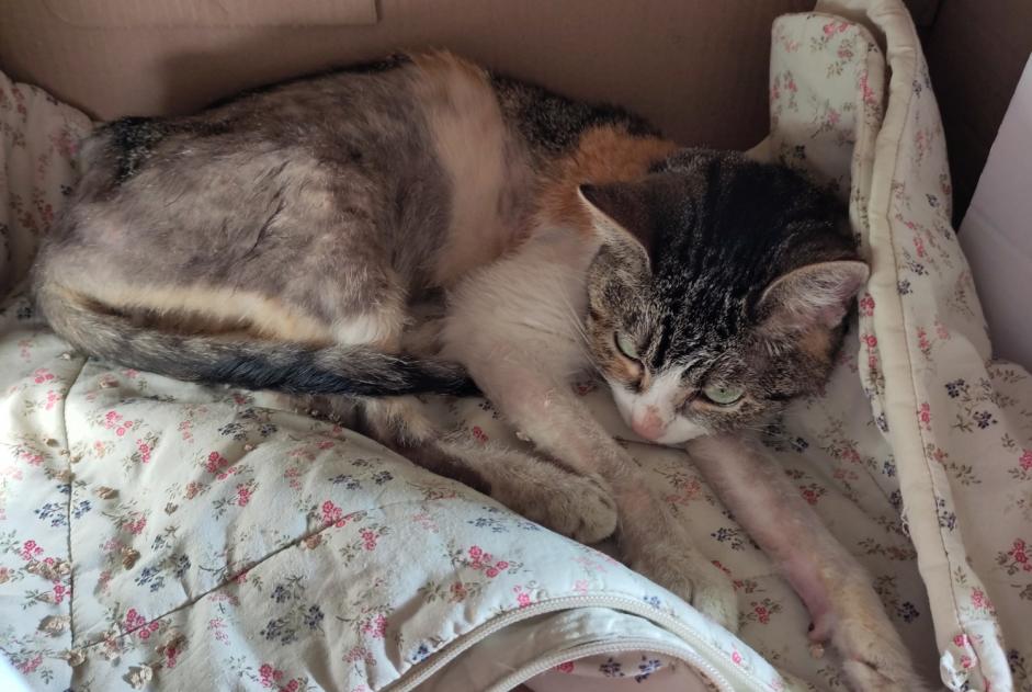 Discovery alert Cat  Male , 2 years Nancy France