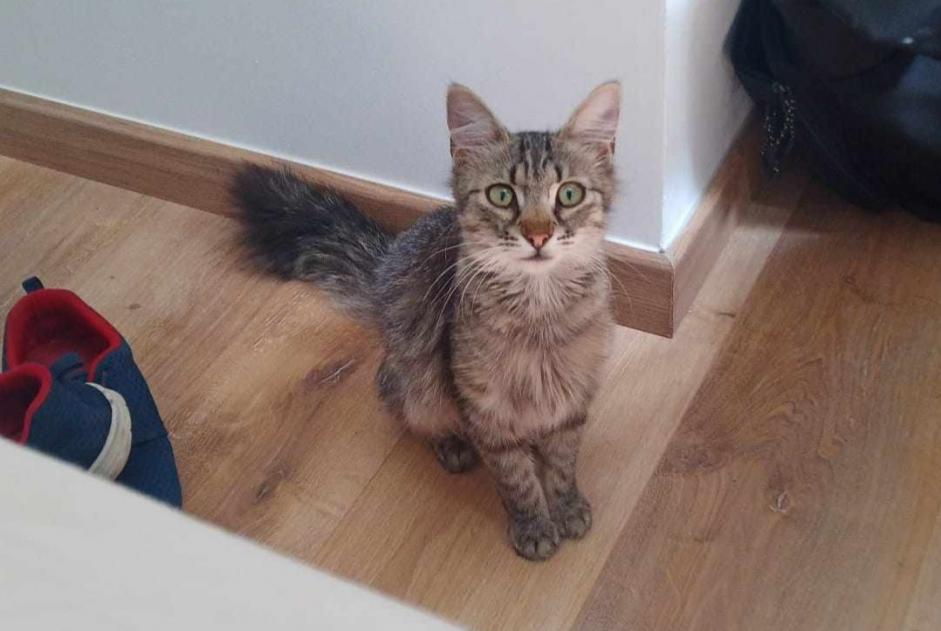 Disappearance alert Cat miscegenation Female , 1 years Ajaccio France