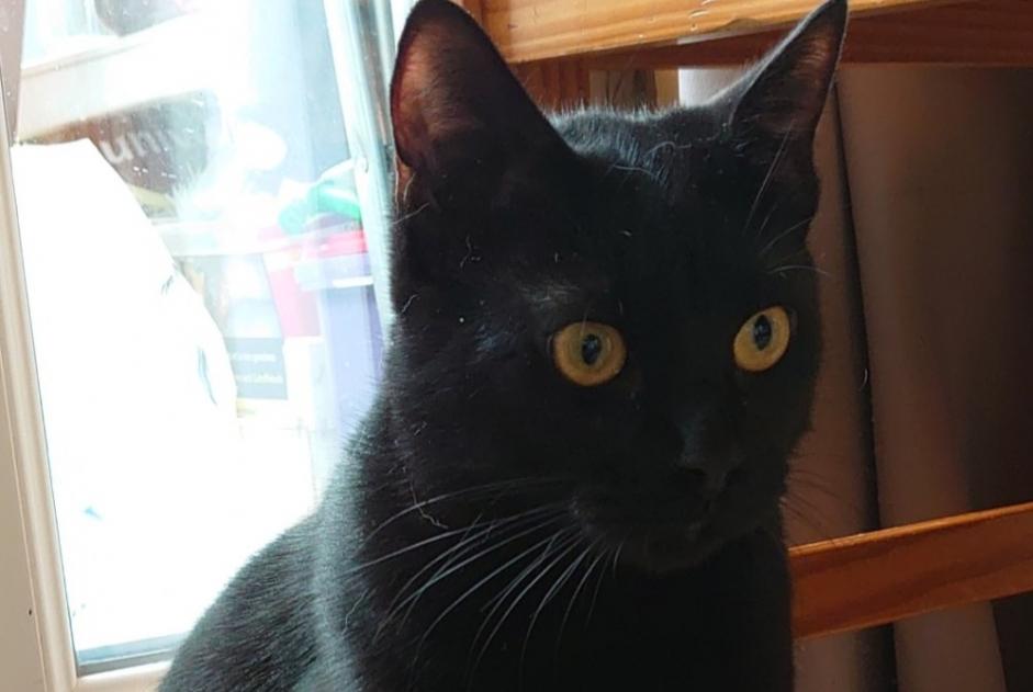 Disappearance alert Cat Male , 1 years Bagneux France