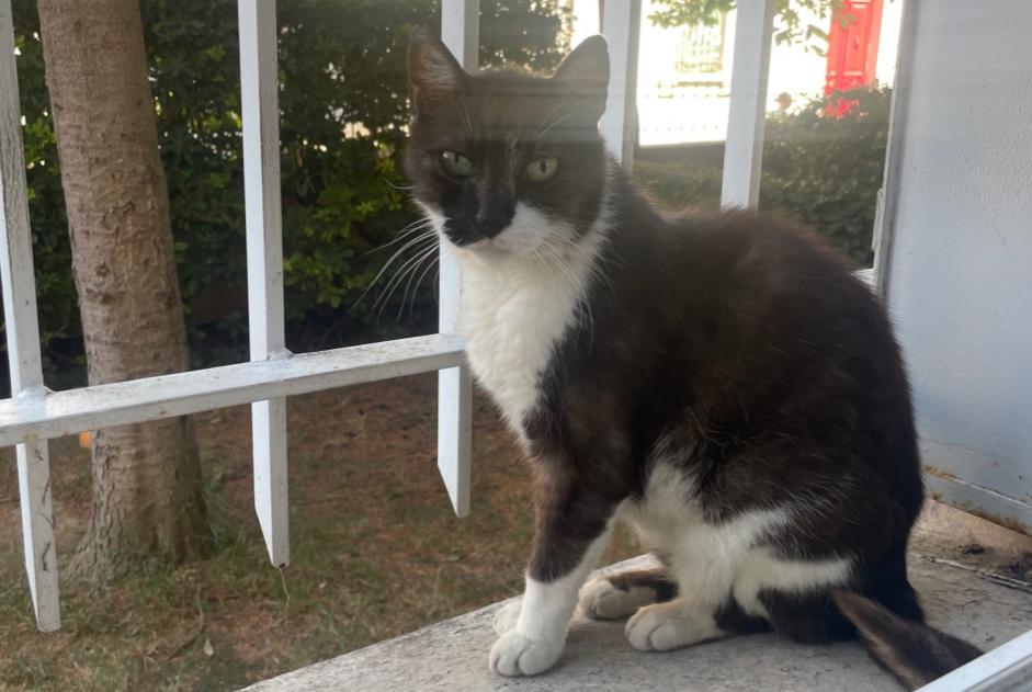 Alerte Disparition Chat Mâle , 10 ans Montpellier France