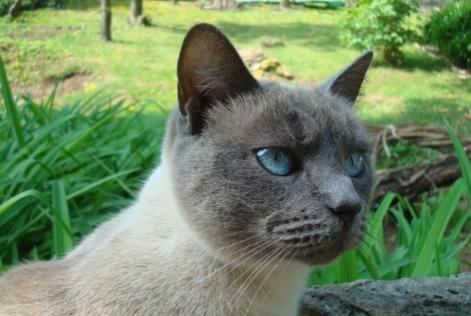 Alerte Disparition Chat croisement Femelle , 12 ans Pont-à-Mousson France