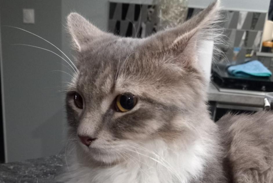 Alerte Disparition Chat croisement Mâle , 1 ans Thiaville-sur-Meurthe France