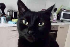 Alerte Disparition Chat croisement Femelle , 7 ans Toul France