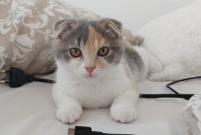 Alerte Disparition Chat  Femelle , 0 ans Nancy France