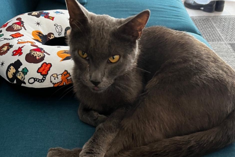 Alerte Disparition Chat Mâle , 1 ans Hussigny-Godbrange France Alerte Disparition Chat Mâle , 1 ans Hussigny-Godbrange France