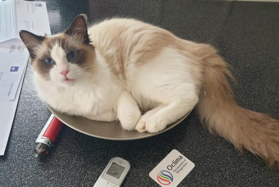 Alerte Disparition Chat Mâle , 1 ans Saint-Nicolas-de-Port France Alerte Disparition Chat Mâle , 1 ans Saint-Nicolas-de-Port France