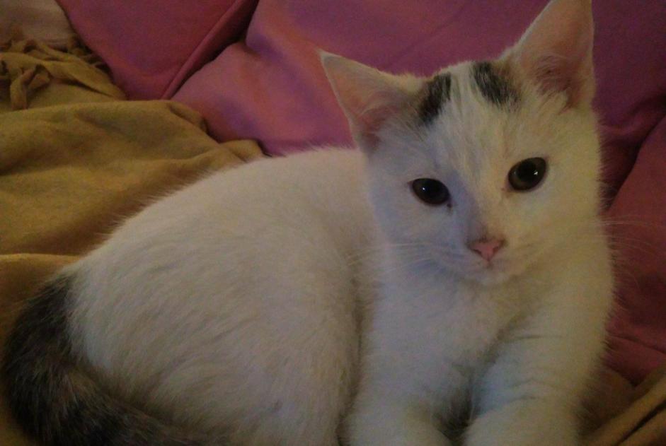 Alerte Disparition Chat Femelle , 6 ans Nancy France Alerte Disparition Chat Femelle , 6 ans Nancy France