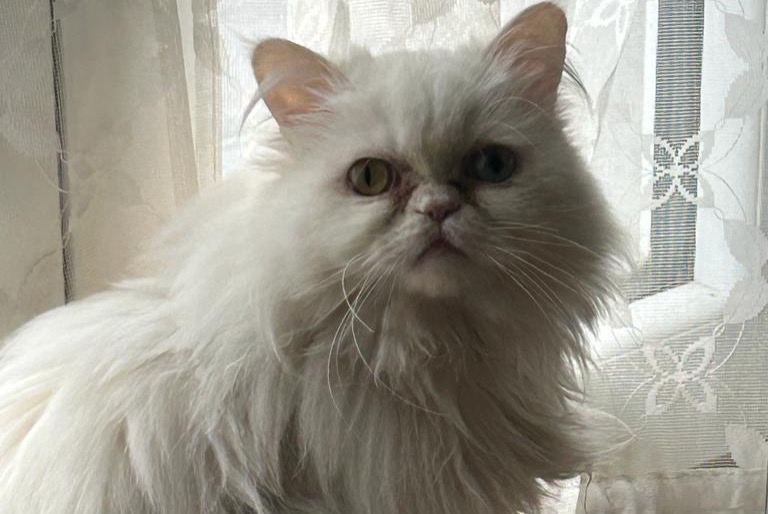 Alerte Disparition Chat Femelle , 4 ans Damelevières France Alerte Disparition Chat Femelle , 4 ans Damelevières France