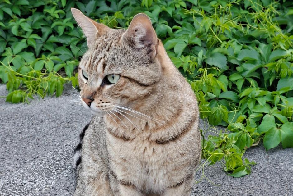 Alerte Découverte Chat Mâle Juvignac France