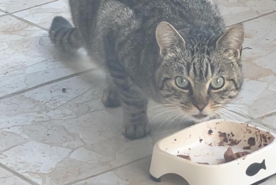 Alerte Découverte Chat Inconnu Art-sur-Meurthe France