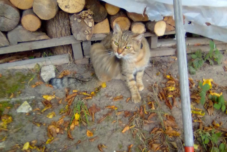 Alerte Découverte Chat Femelle , 5 ans Flin France Alerte Découverte Chat Femelle , 5 ans Flin France