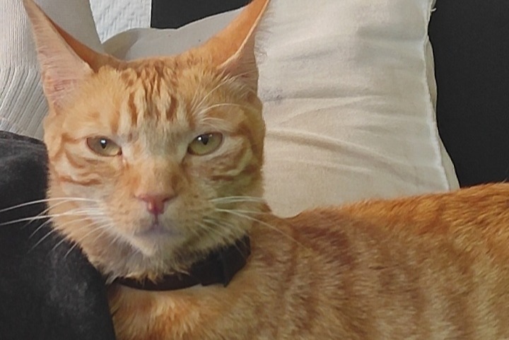 Alerte Découverte Chat Inconnu Gorcy France Alerte Découverte Chat Inconnu Gorcy France