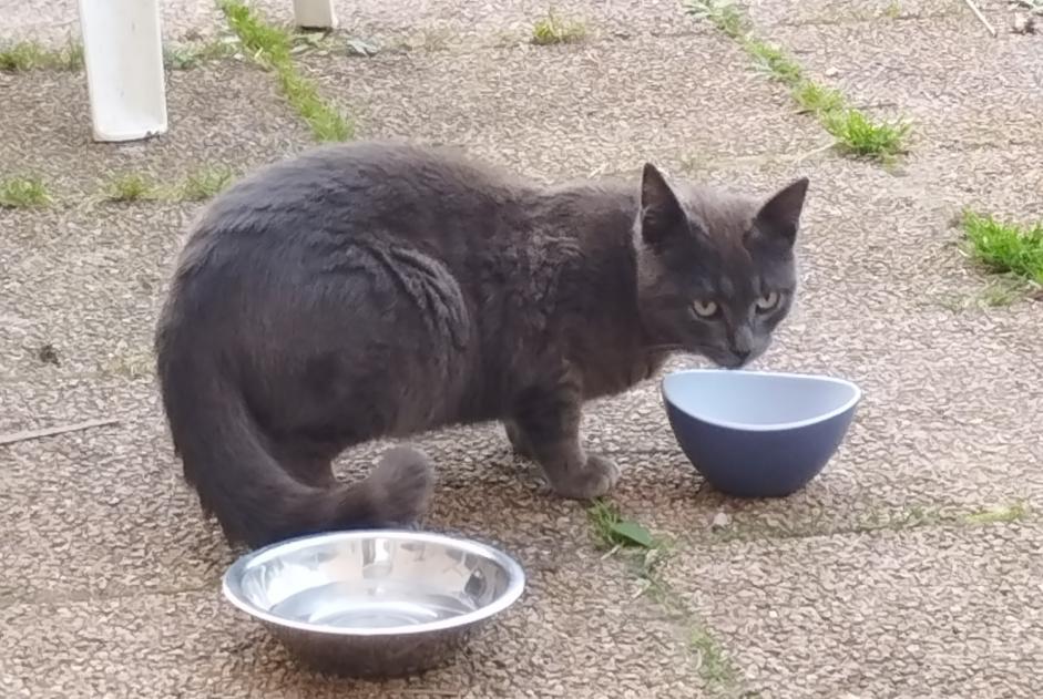 Alerte Découverte Chat Mâle Bayon France Alerte Découverte Chat Mâle Bayon France