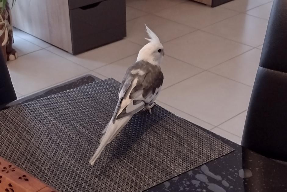 Alerte Découverte Oiseau Inconnu Nancy France Alerte Découverte Oiseau Inconnu Nancy France