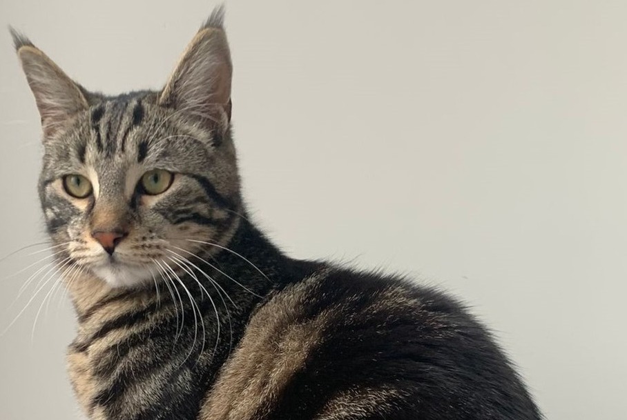 Avviso scomparsa Gatto incrocio di razze Maschio , 2 anni Laneuveville-devant-Nancy Francia
