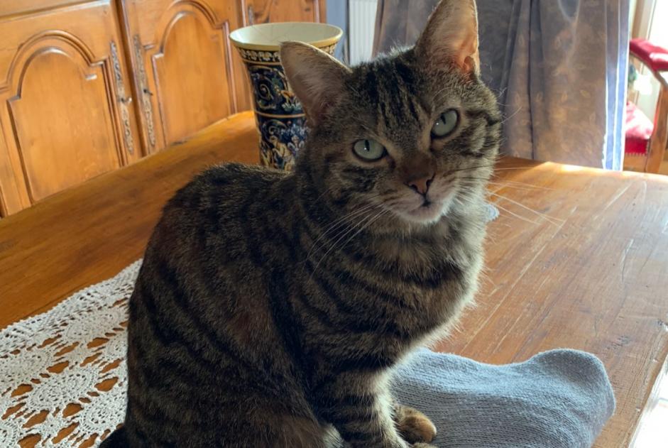 Avviso scomparsa Gatto Femmina , 5 anni Flavigny-sur-Moselle Francia
