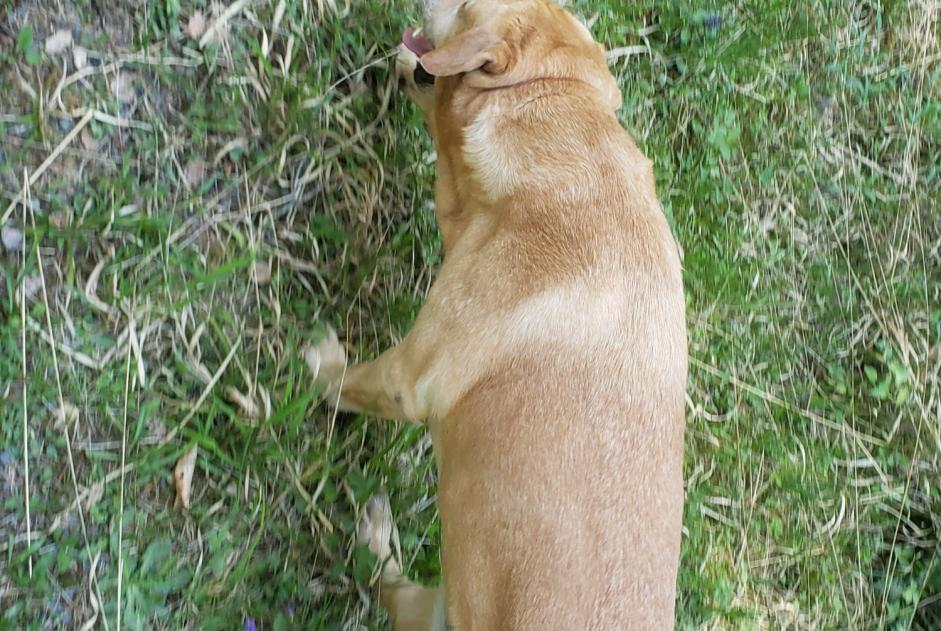 Fundmeldung Hond  Männlech Pierre-Percée France