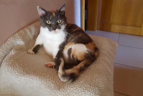 Vermësstemeldung Kaz Weiblech , 9 joer Saulxures-lès-Nancy France