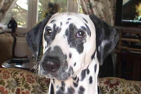 Verdwijningsalarm Hond Dalmacien Mannetje , 13 jaar Réhon Frankrijk