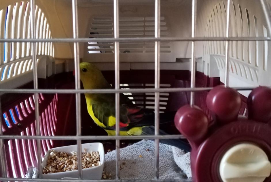 Ontdekkingsalarm Vogel Onbekend Glonville Frankrijk