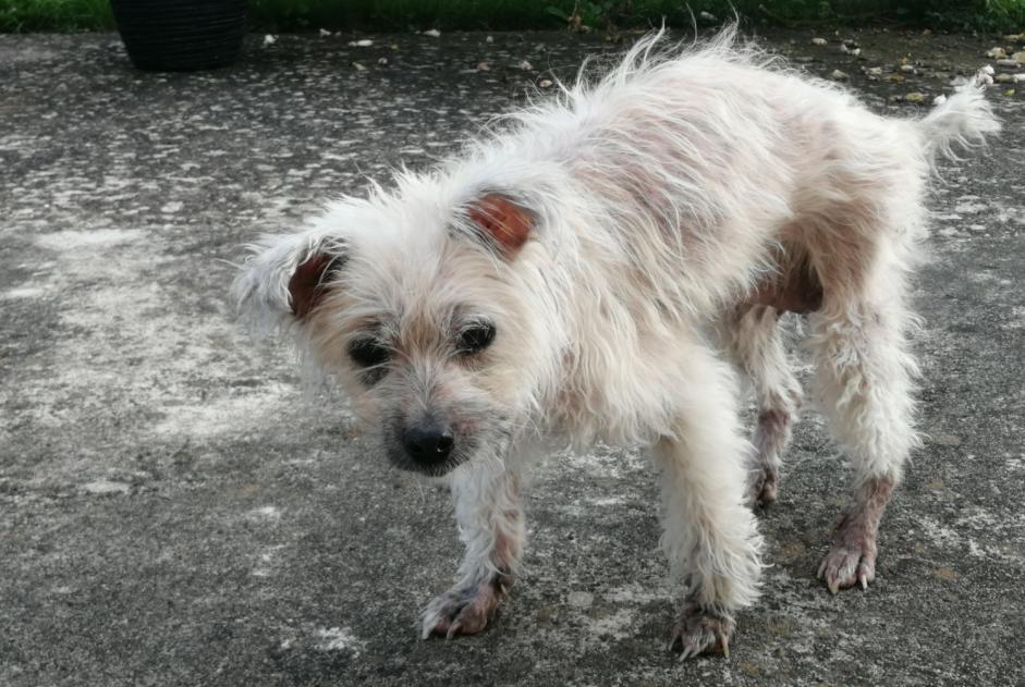 Alerta desaparecimento Cão  Fêmea , 15 anos Vandœuvre-lès-Nancy France