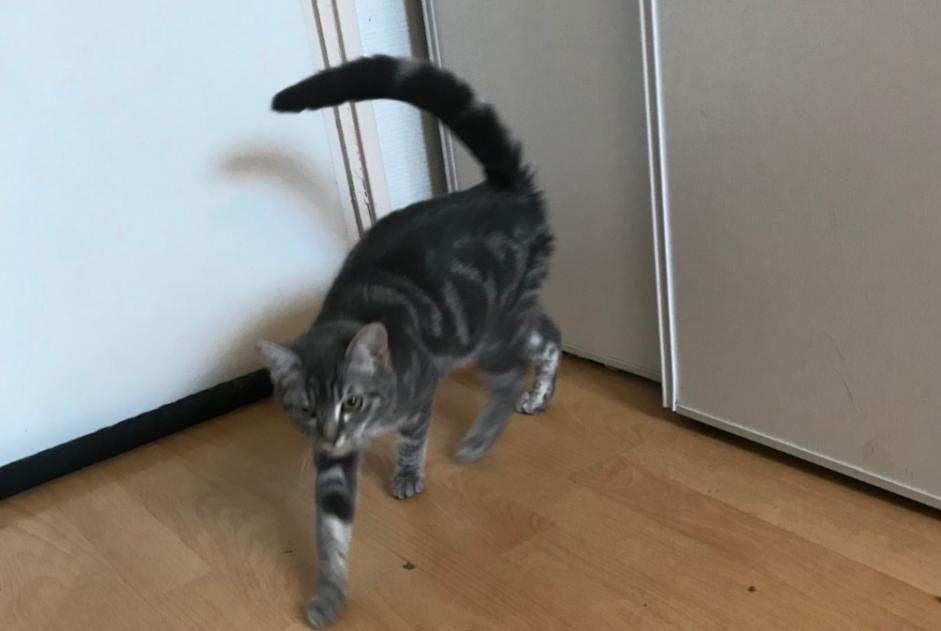 Alerta descoberta Gato Fêmea Malzéville France