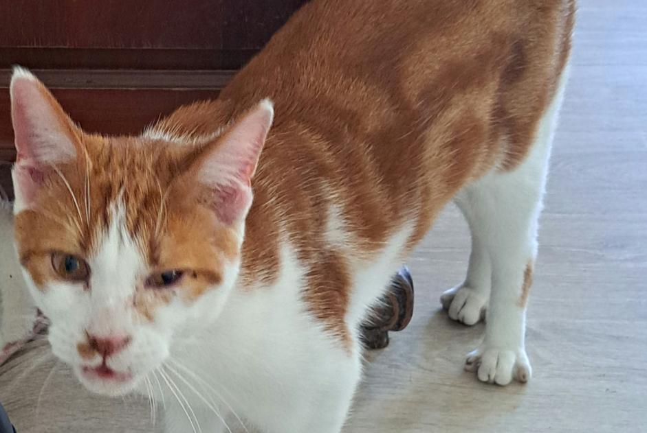 Alerta descoberta Gato Fêmea Saulxures-lès-Nancy France Alerta descoberta Gato Fêmea Saulxures-lès-Nancy France